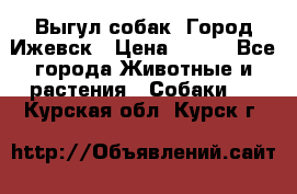 Выгул собак. Город Ижевск › Цена ­ 150 - Все города Животные и растения » Собаки   . Курская обл.,Курск г.